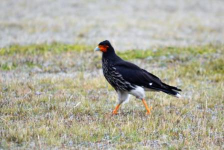 Curiquingue Sacred Bird Of The Incans 