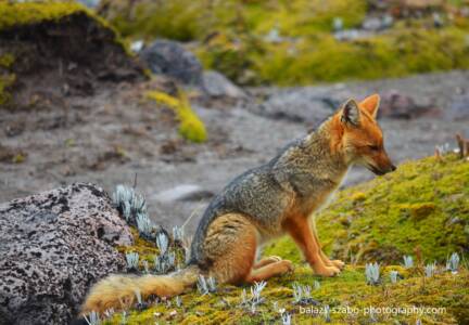 Andean Fox Cayambe